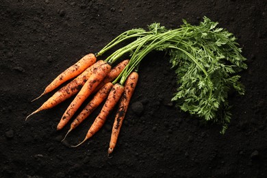 Photo of Many fresh raw carrots on soil, top view. Root vegetable