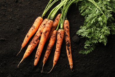 Photo of Many fresh raw carrots on soil, top view. Root vegetable