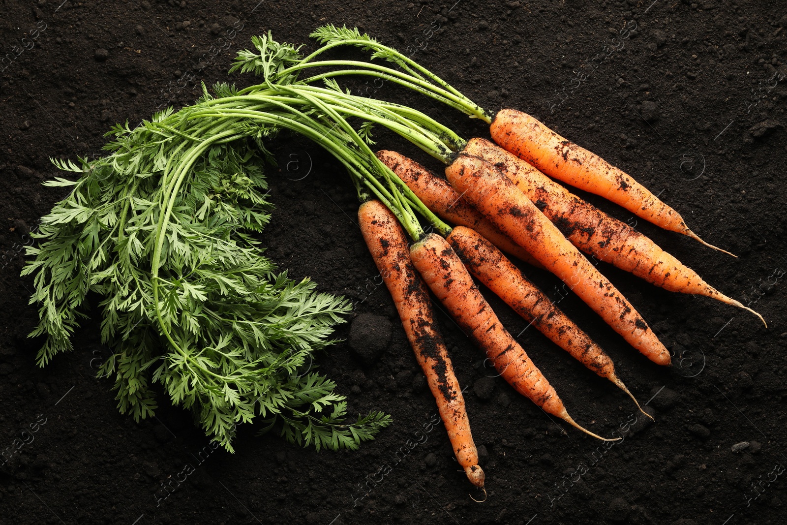 Photo of Many fresh raw carrots on soil, top view. Root vegetable