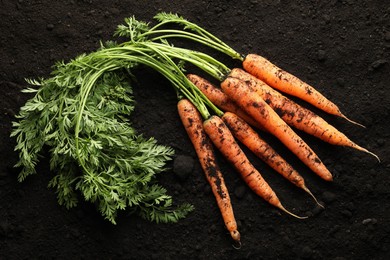 Photo of Many fresh raw carrots on soil, top view. Root vegetable