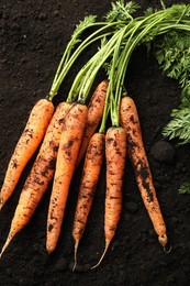 Photo of Many fresh raw carrots on soil, top view. Root vegetable