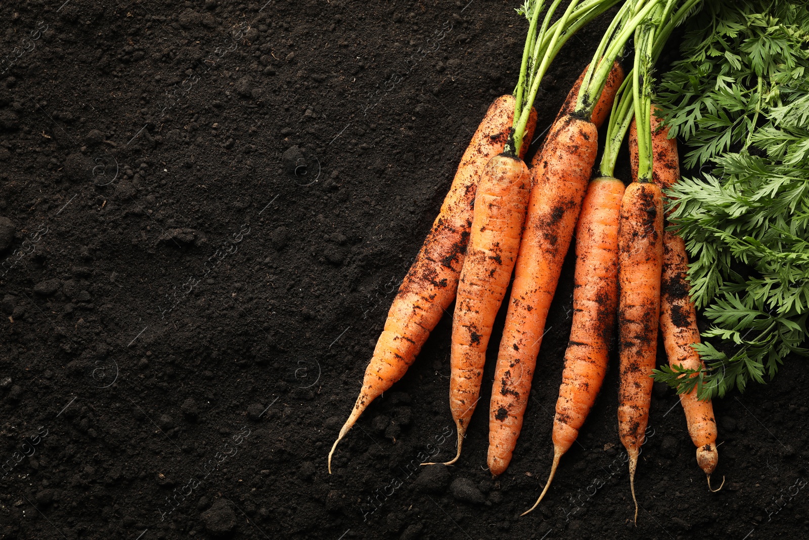 Photo of Many fresh raw carrots on soil, top view and space for text. Root vegetable