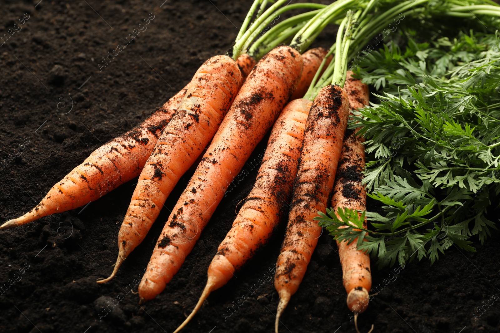 Photo of Many fresh raw carrots on soil, closeup. Root vegetable