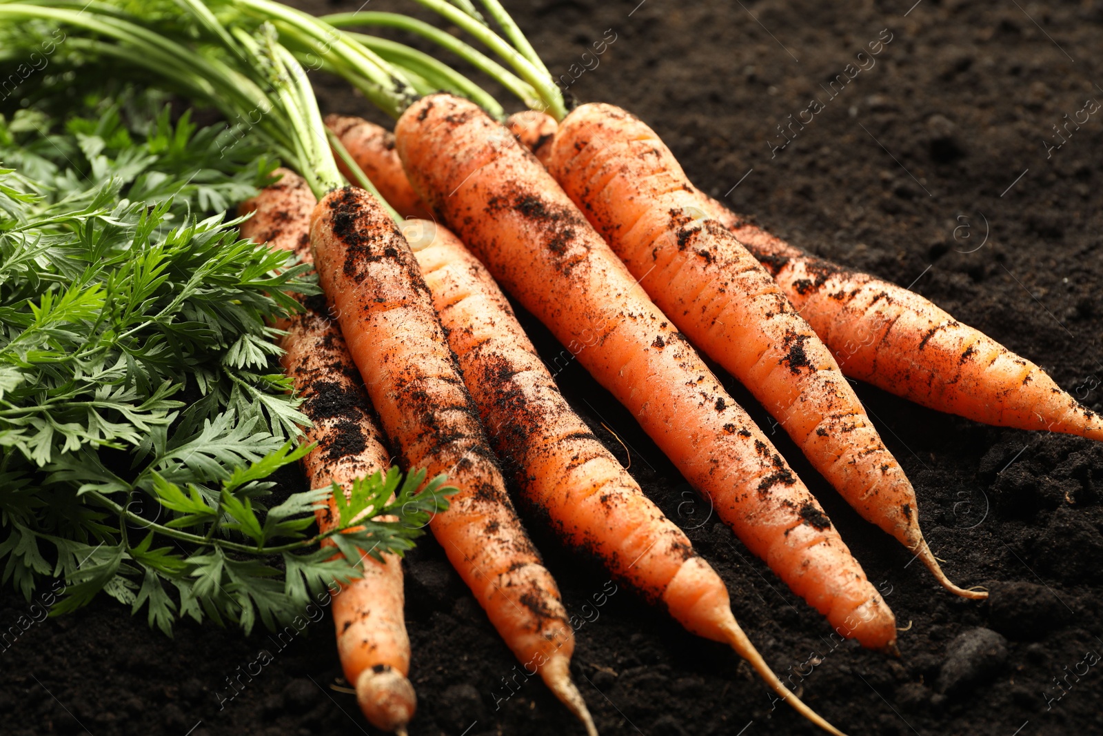 Photo of Many fresh raw carrots on soil, closeup. Root vegetable