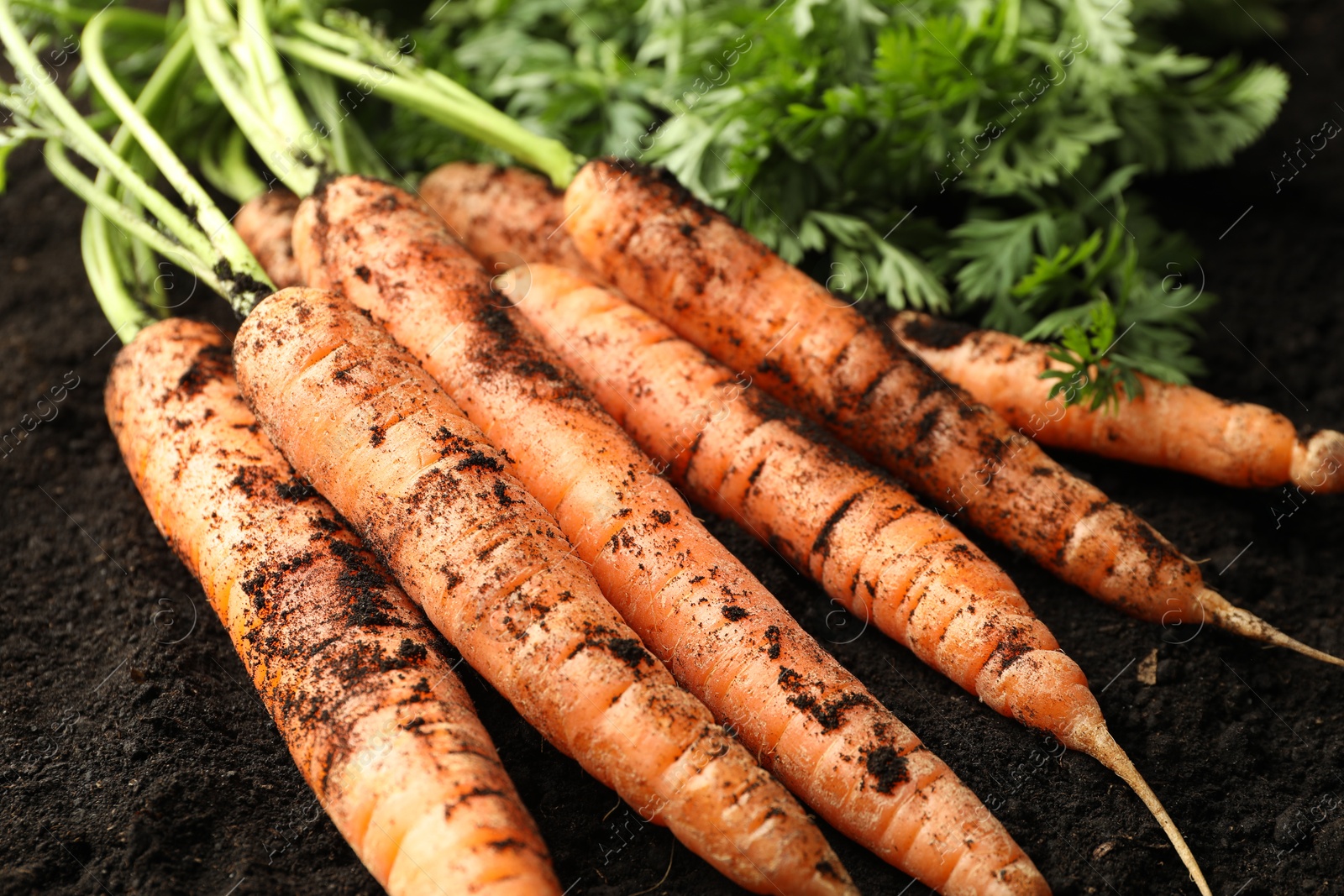 Photo of Many fresh raw carrots on soil, closeup. Root vegetable