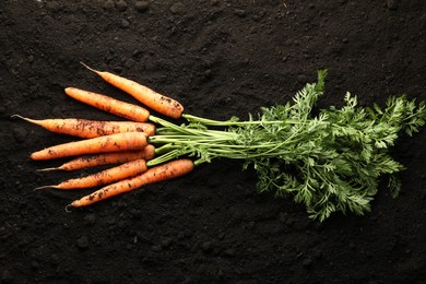 Photo of Many fresh raw carrots on soil, top view. Root vegetable