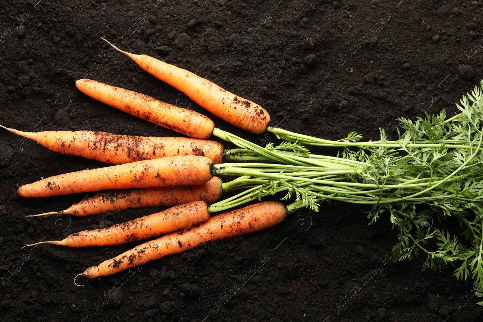 Photo of Many fresh raw carrots on soil, top view. Root vegetable