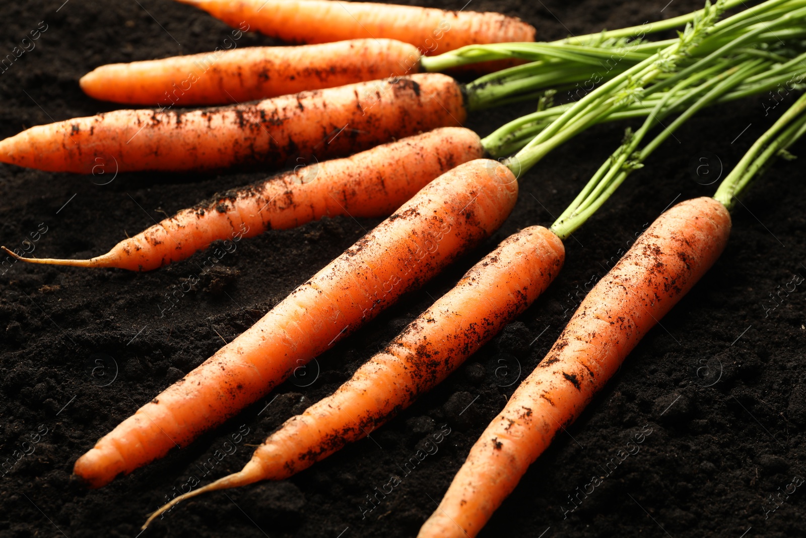 Photo of Many fresh raw carrots on soil, closeup. Root vegetable