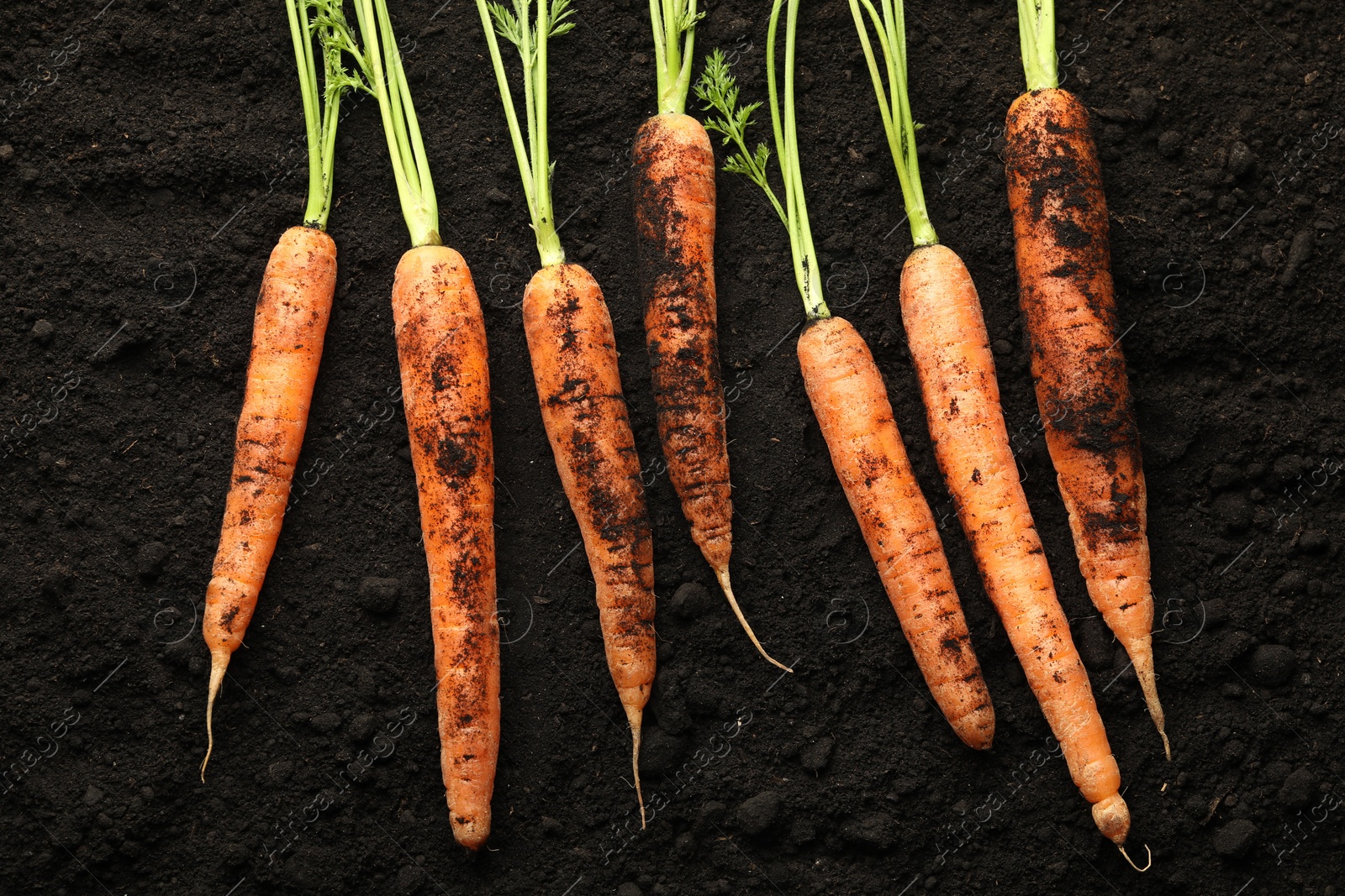 Photo of Many fresh raw carrots on soil, top view. Root vegetable