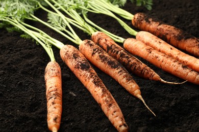 Photo of Many fresh raw carrots on soil, closeup. Root vegetable