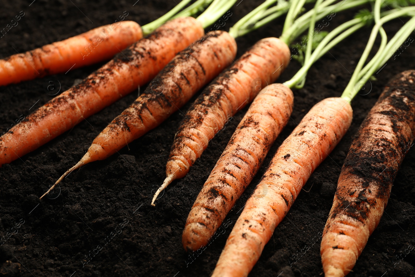 Photo of Many fresh raw carrots on soil, closeup. Root vegetable