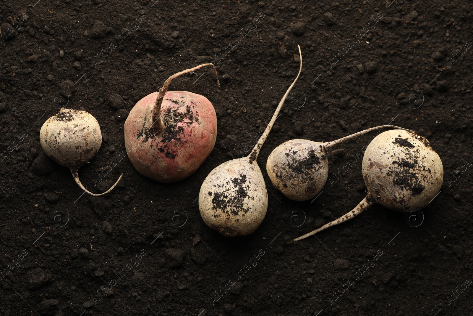 Photo of Many raw beetroots on soil, top view. Root vegetable