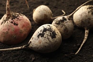 Photo of Many raw beetroots on soil, closeup. Root vegetable