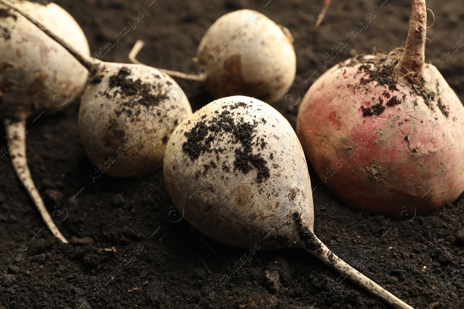 Photo of Many raw beetroots on soil, closeup. Root vegetable