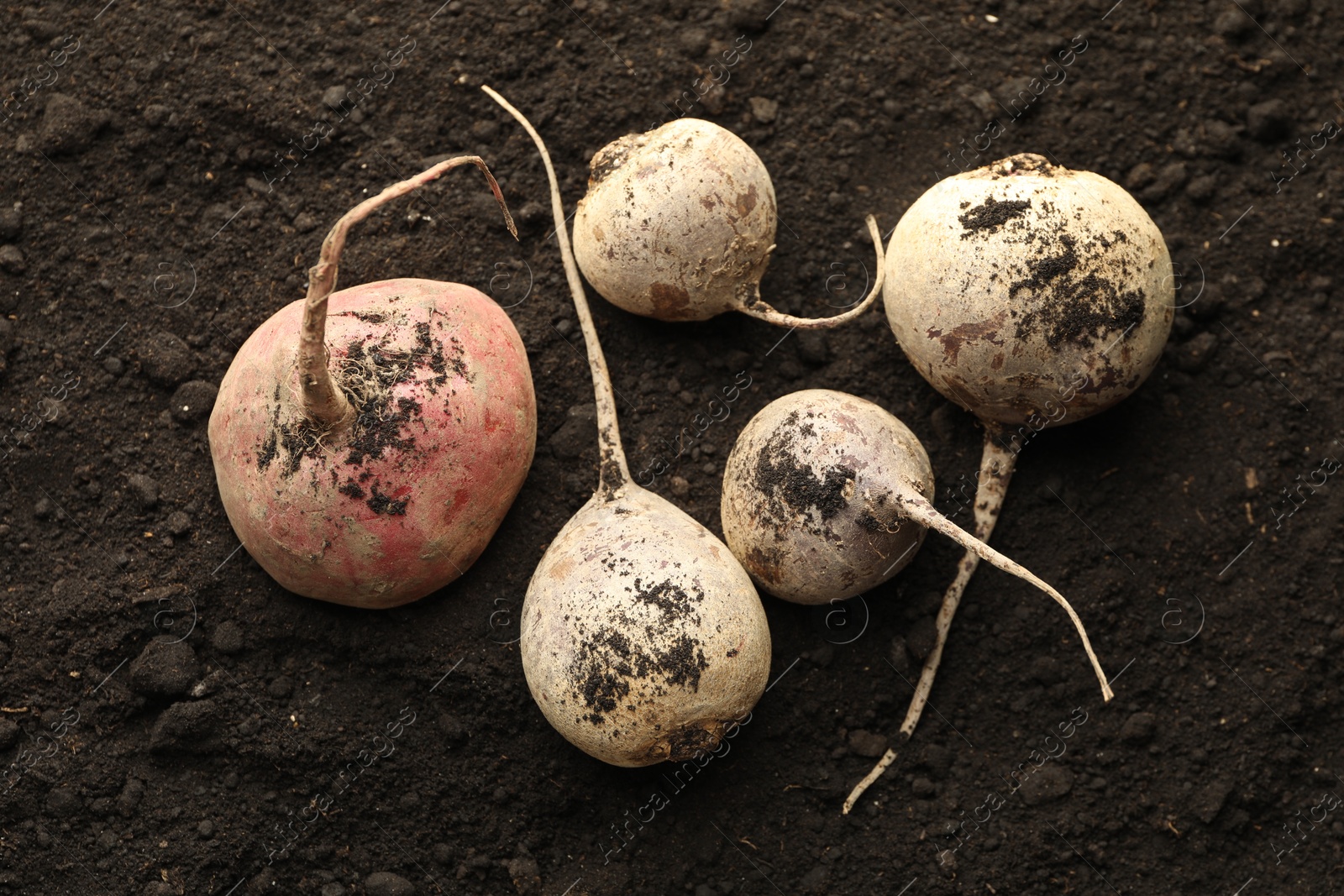 Photo of Many raw beetroots on soil, top view. Root vegetable