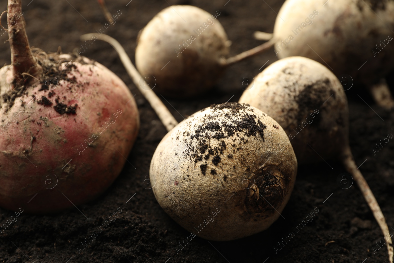 Photo of Many raw beetroots on soil, closeup. Root vegetable