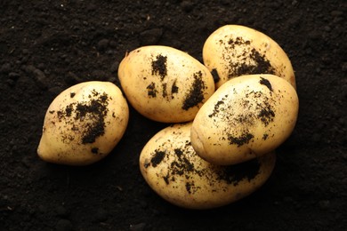 Photo of Many raw potatoes on soil, closeup. Root vegetable