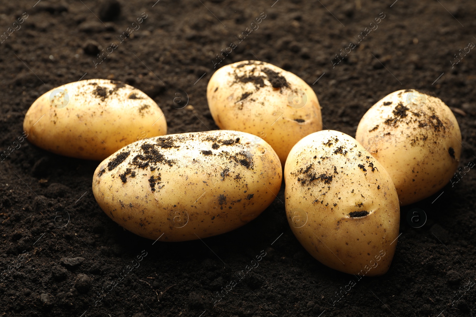 Photo of Many raw potatoes on soil, closeup. Root vegetable