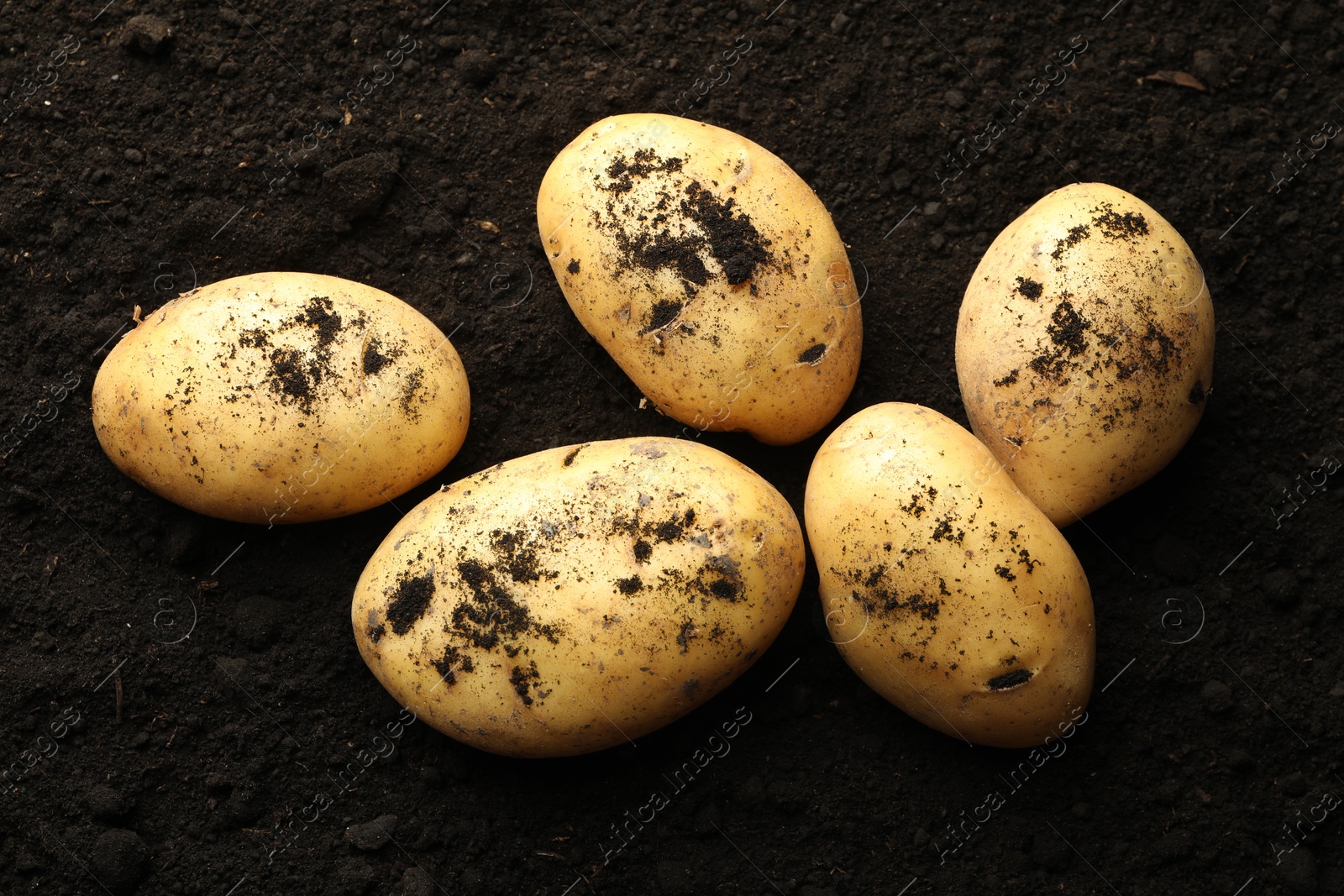 Photo of Many raw potatoes on soil, top view. Root vegetable