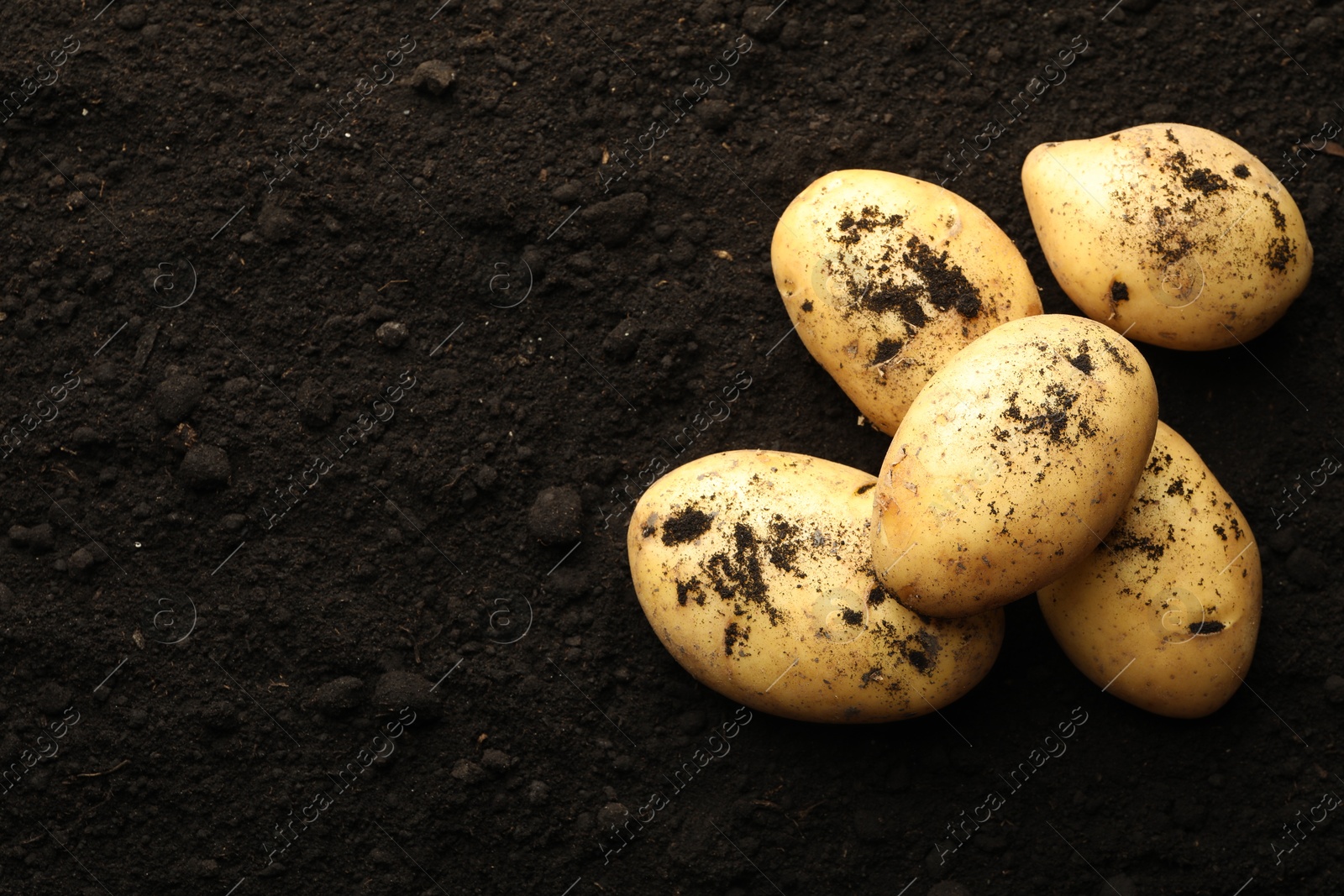 Photo of Many raw potatoes on soil, top view and space for text. Root vegetable