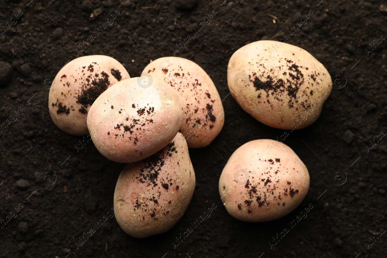 Photo of Many raw potatoes on soil, top view. Root vegetable