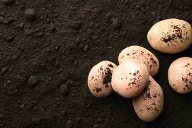 Photo of Many raw potatoes on soil, top view and space for text. Root vegetable