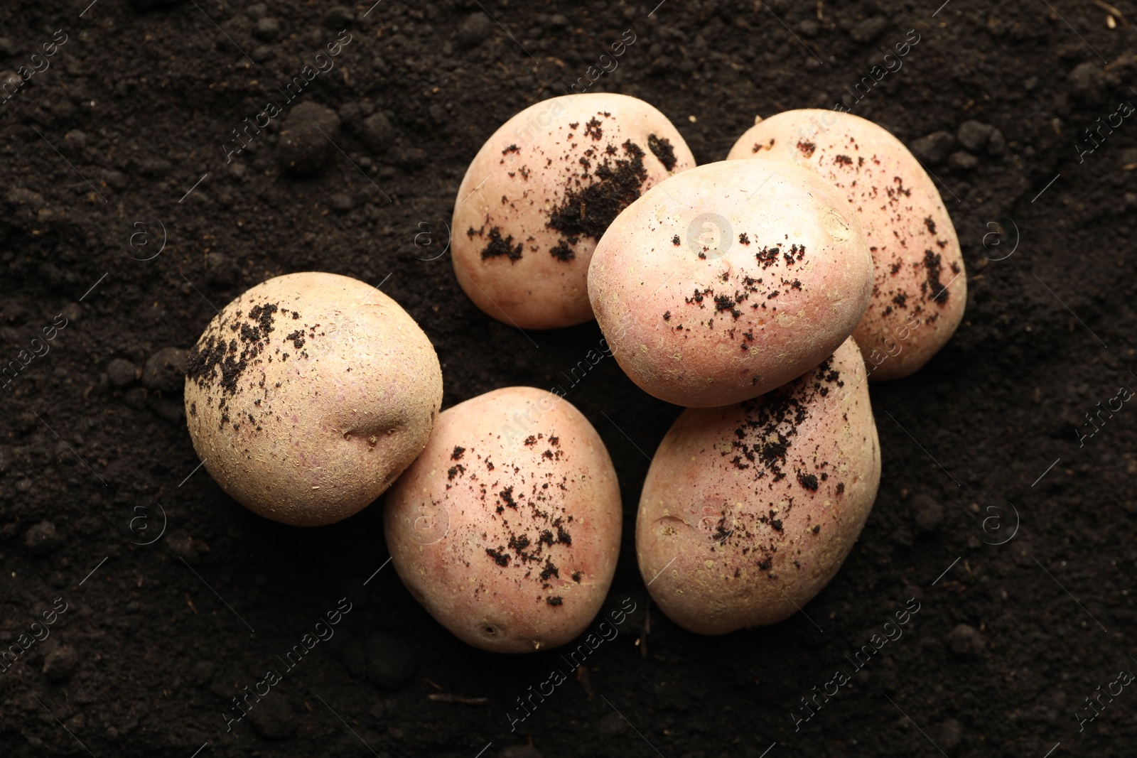 Photo of Many raw potatoes on soil, top view. Root vegetable