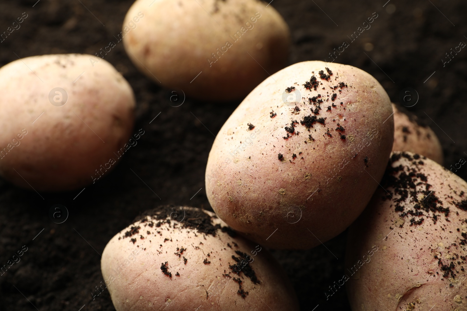 Photo of Many raw potatoes on soil, closeup. Root vegetable