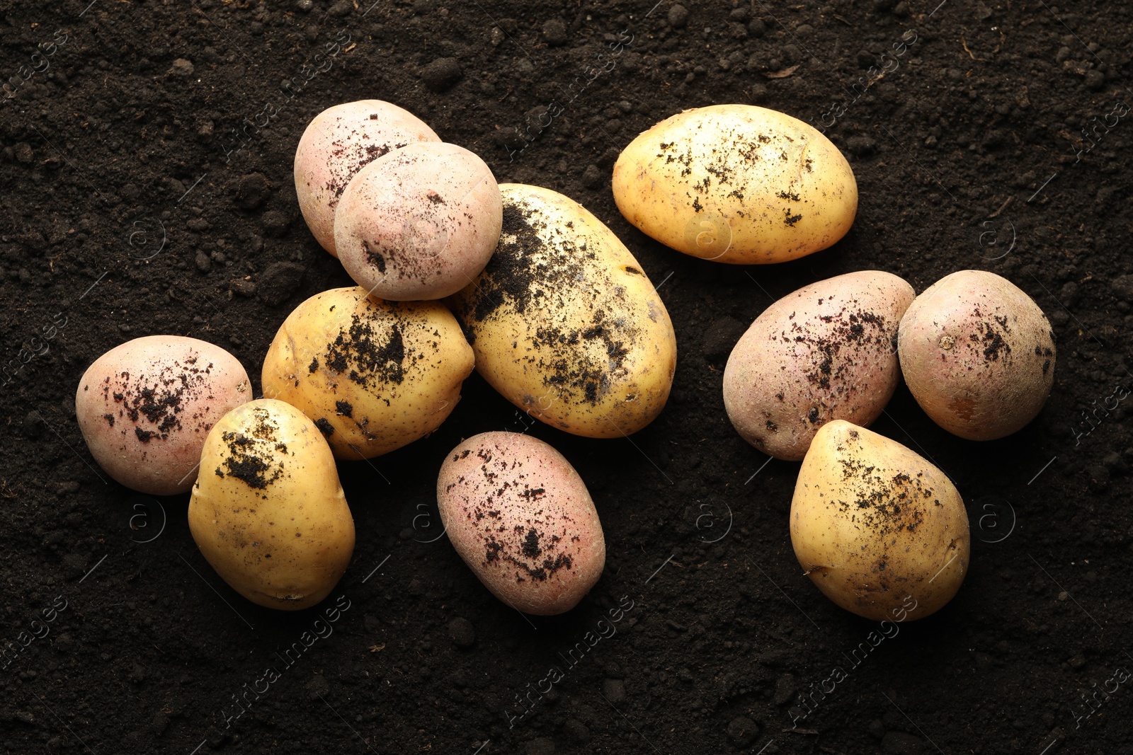 Photo of Many raw potatoes on soil, top view. Root vegetable