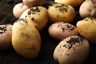 Photo of Many raw potatoes on soil, closeup. Root vegetable