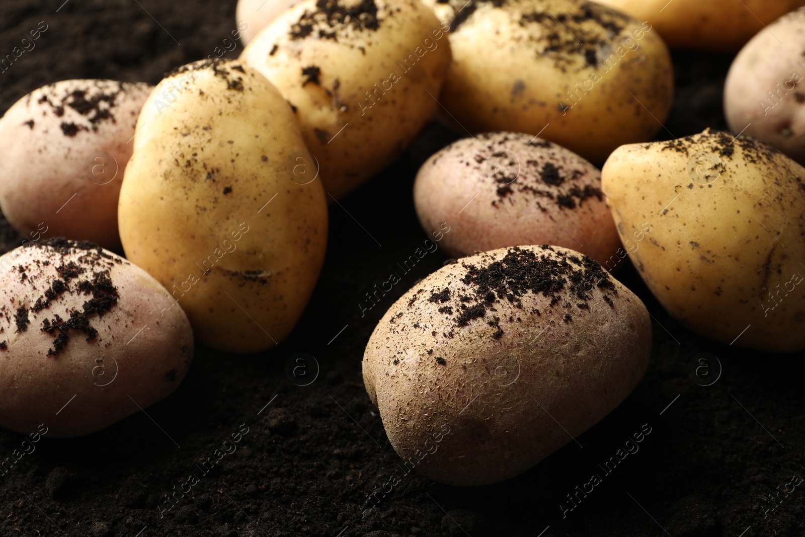 Photo of Many raw potatoes on soil, closeup. Root vegetable