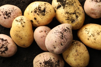 Photo of Many raw potatoes on soil, top view. Root vegetable