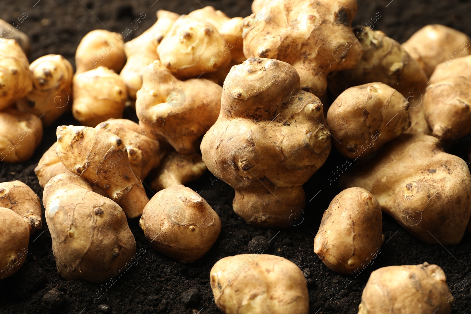 Photo of Many raw Jerusalem artichokes on soil, closeup. Root vegetable