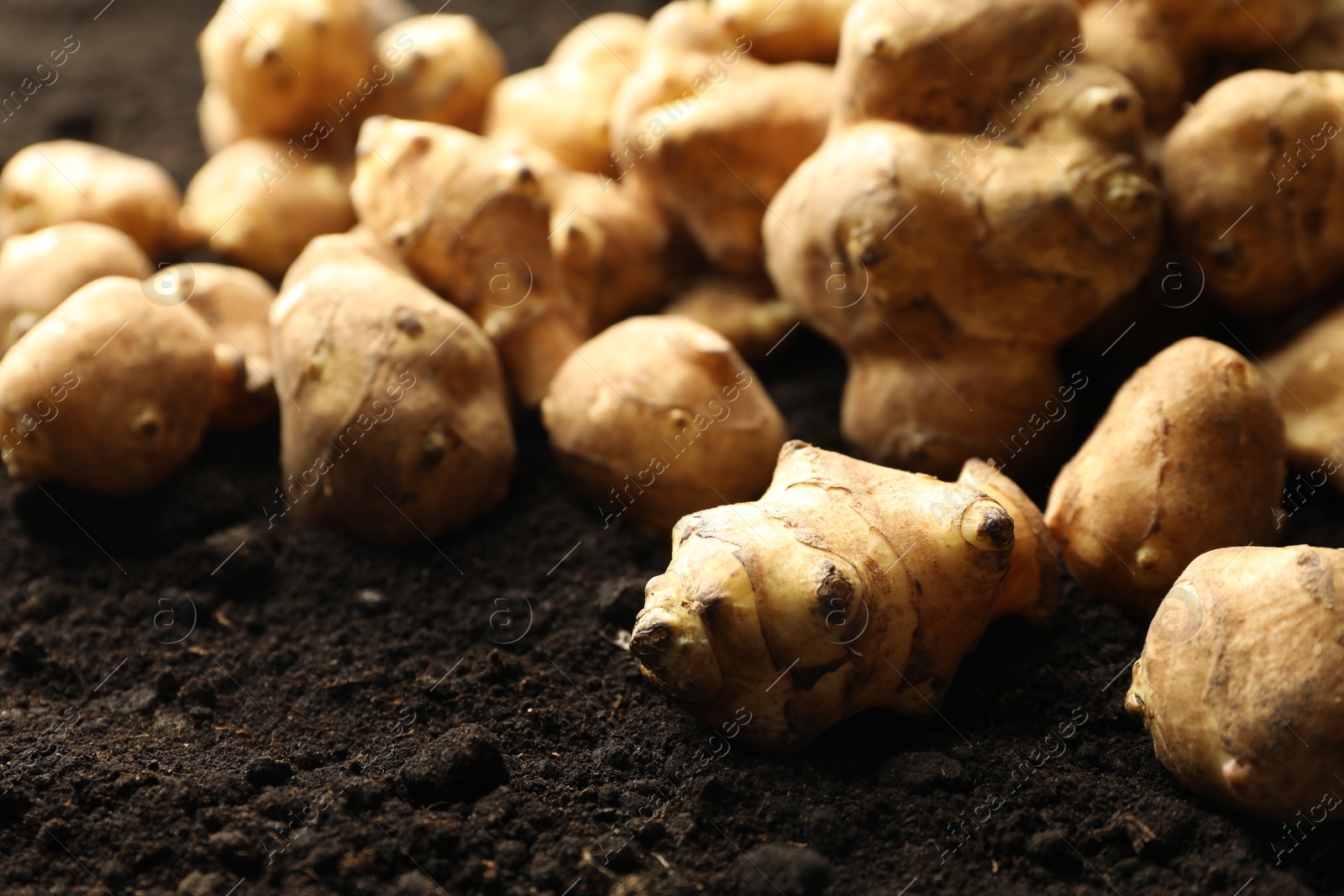 Photo of Many raw Jerusalem artichokes on soil, closeup. Root vegetable