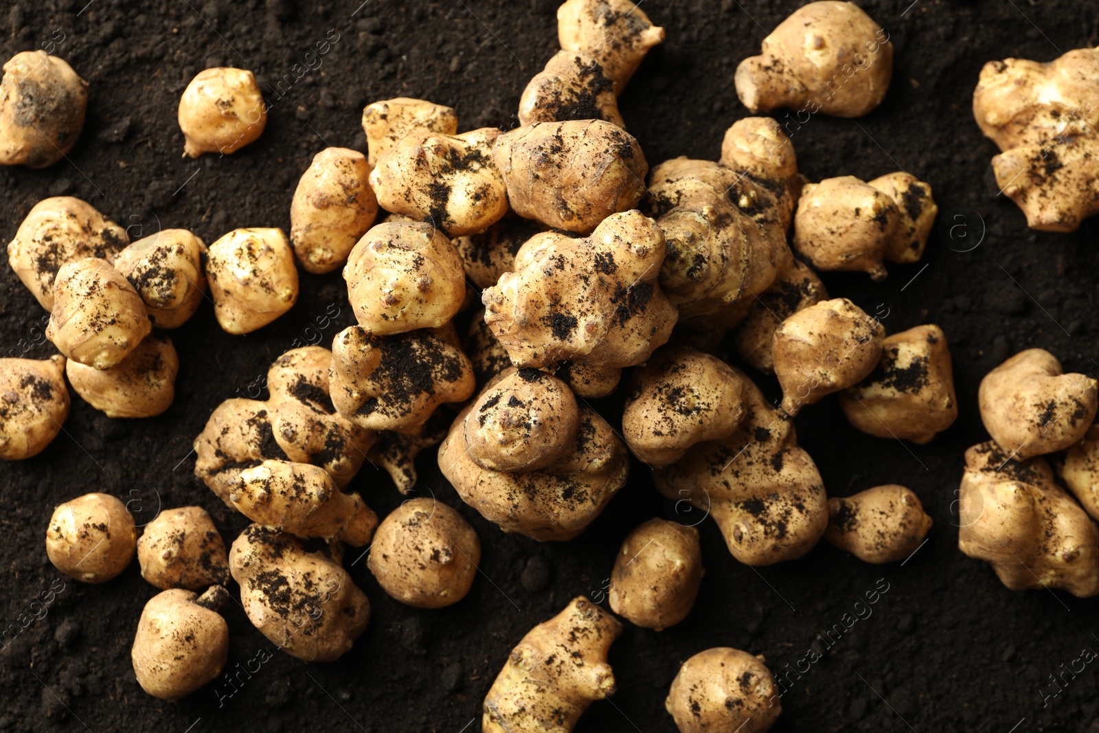 Photo of Many raw Jerusalem artichokes on soil, top view. Root vegetable