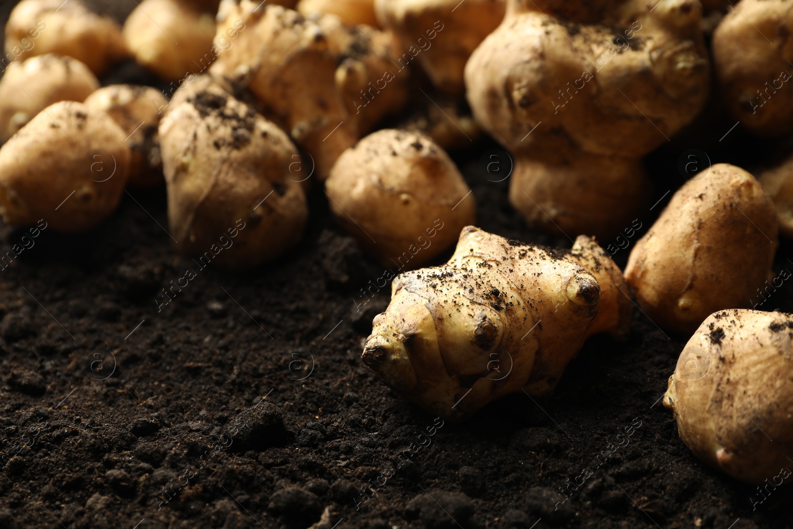 Photo of Many raw Jerusalem artichokes on soil, closeup. Root vegetable