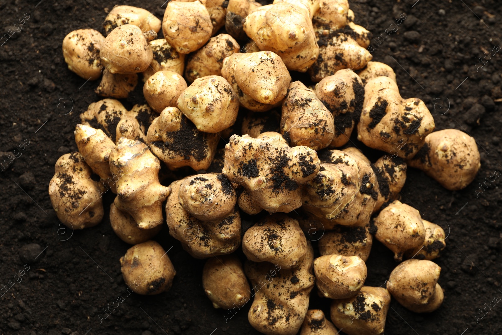 Photo of Many raw Jerusalem artichokes on soil, top view. Root vegetable