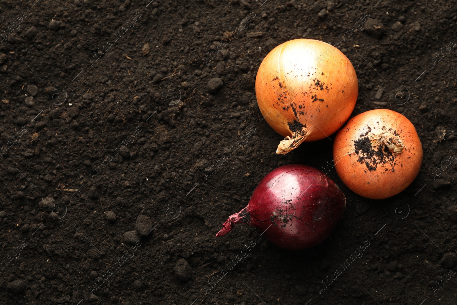 Photo of Fresh raw onions on soil, top view and space for text. Root vegetable