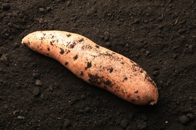 Photo of One raw sweet potato on soil, top view. Root vegetable