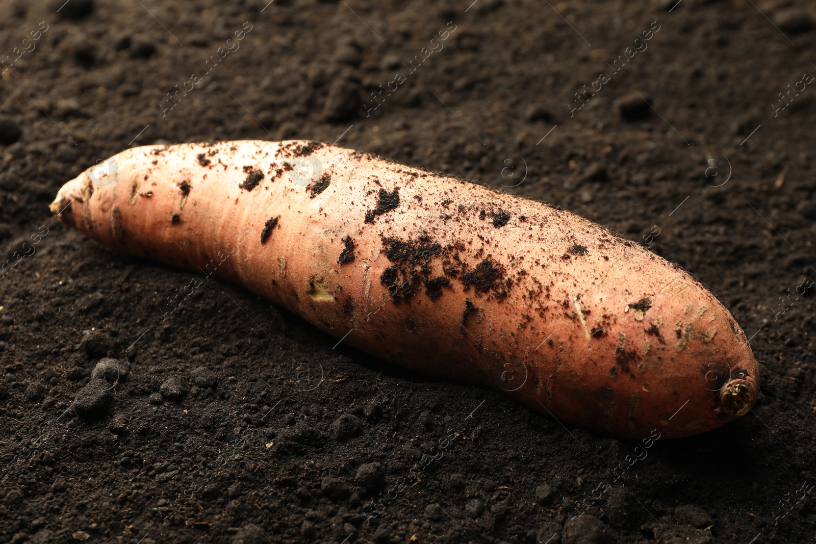 Photo of One raw sweet potato on soil, closeup. Root vegetable