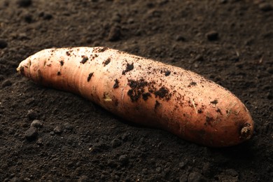 Photo of One raw sweet potato on soil, closeup. Root vegetable