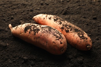 Photo of Raw sweet potatoes on soil, closeup. Root vegetable