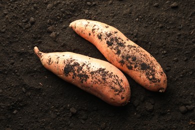 Photo of Raw sweet potatoes on soil, top view. Root vegetable