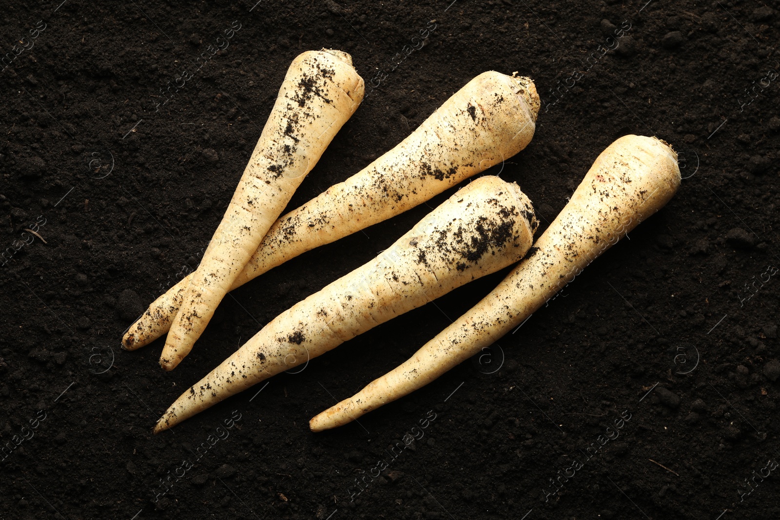 Photo of Many raw parsley roots on soil, top view. Root vegetable