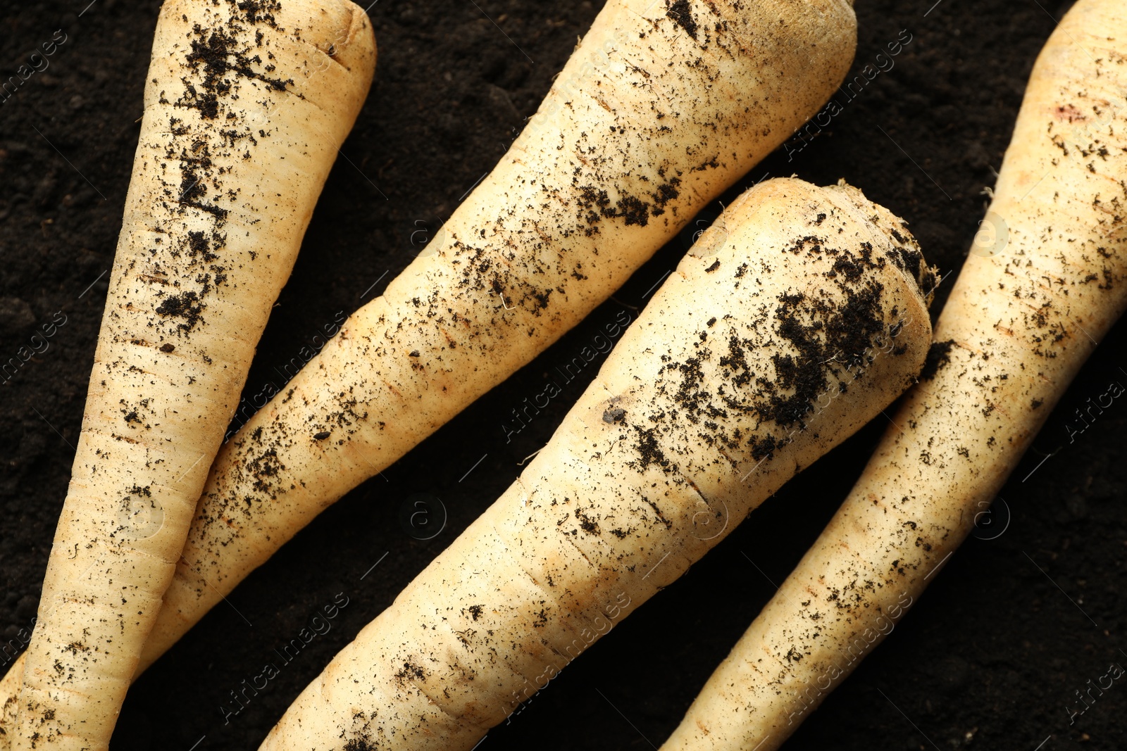 Photo of Many raw parsley roots on soil, top view. Root vegetable