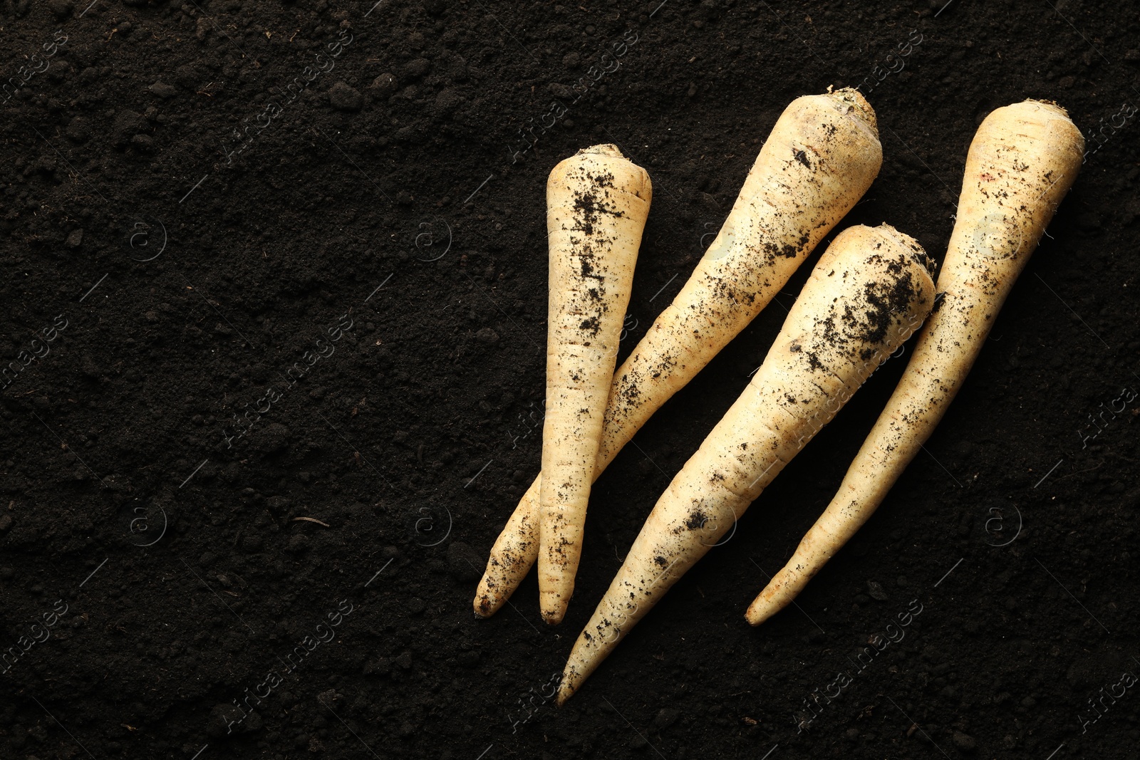 Photo of Many raw parsley roots on soil, top view and space for text. Root vegetable