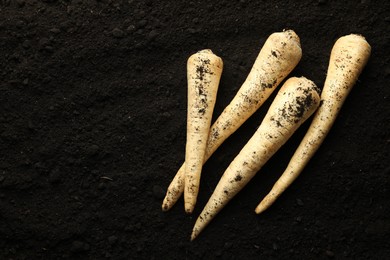 Photo of Many raw parsley roots on soil, top view and space for text. Root vegetable