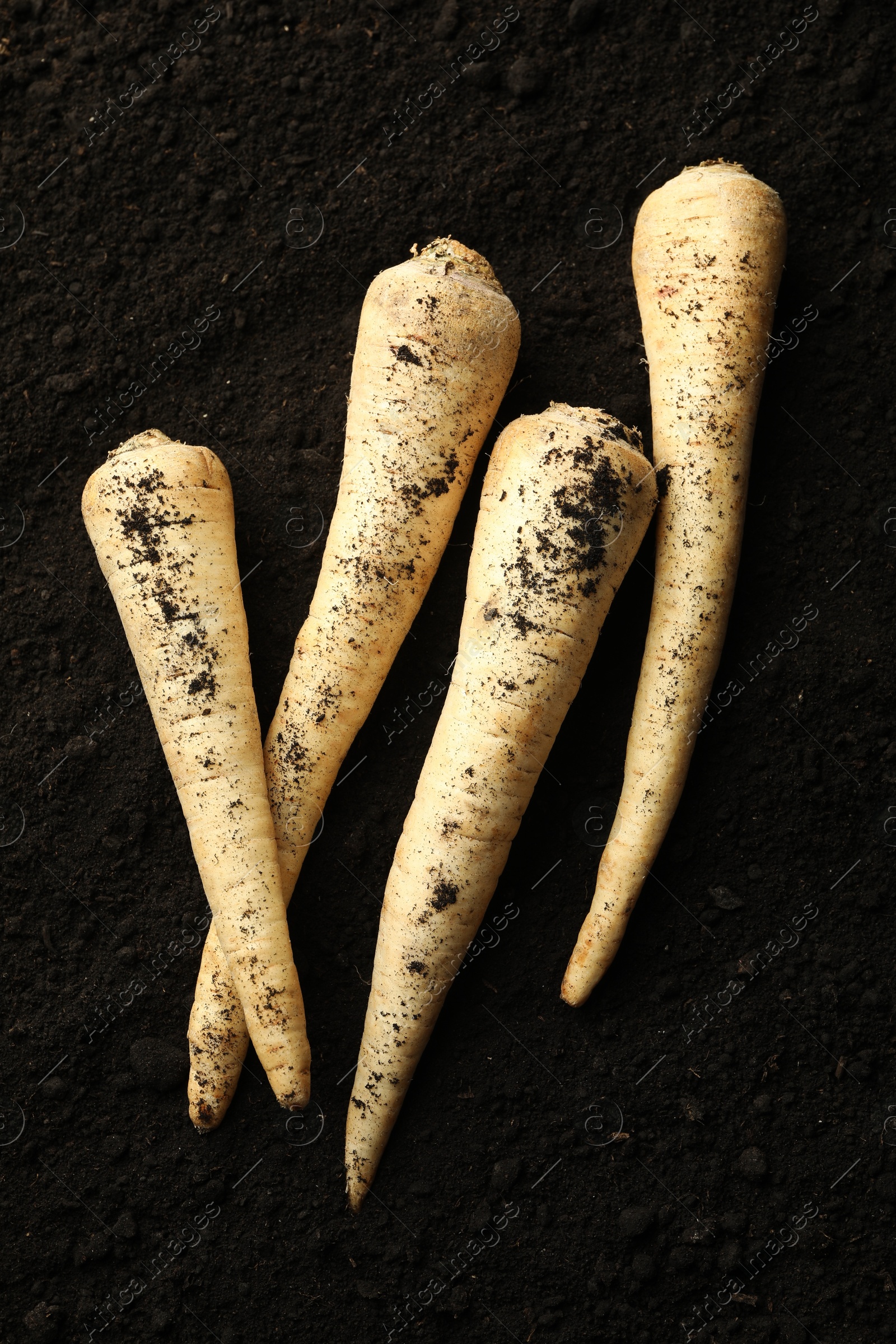 Photo of Many raw parsley roots on soil, top view. Root vegetable