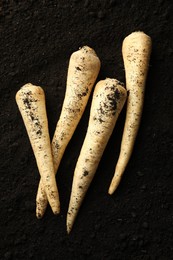 Photo of Many raw parsley roots on soil, top view. Root vegetable