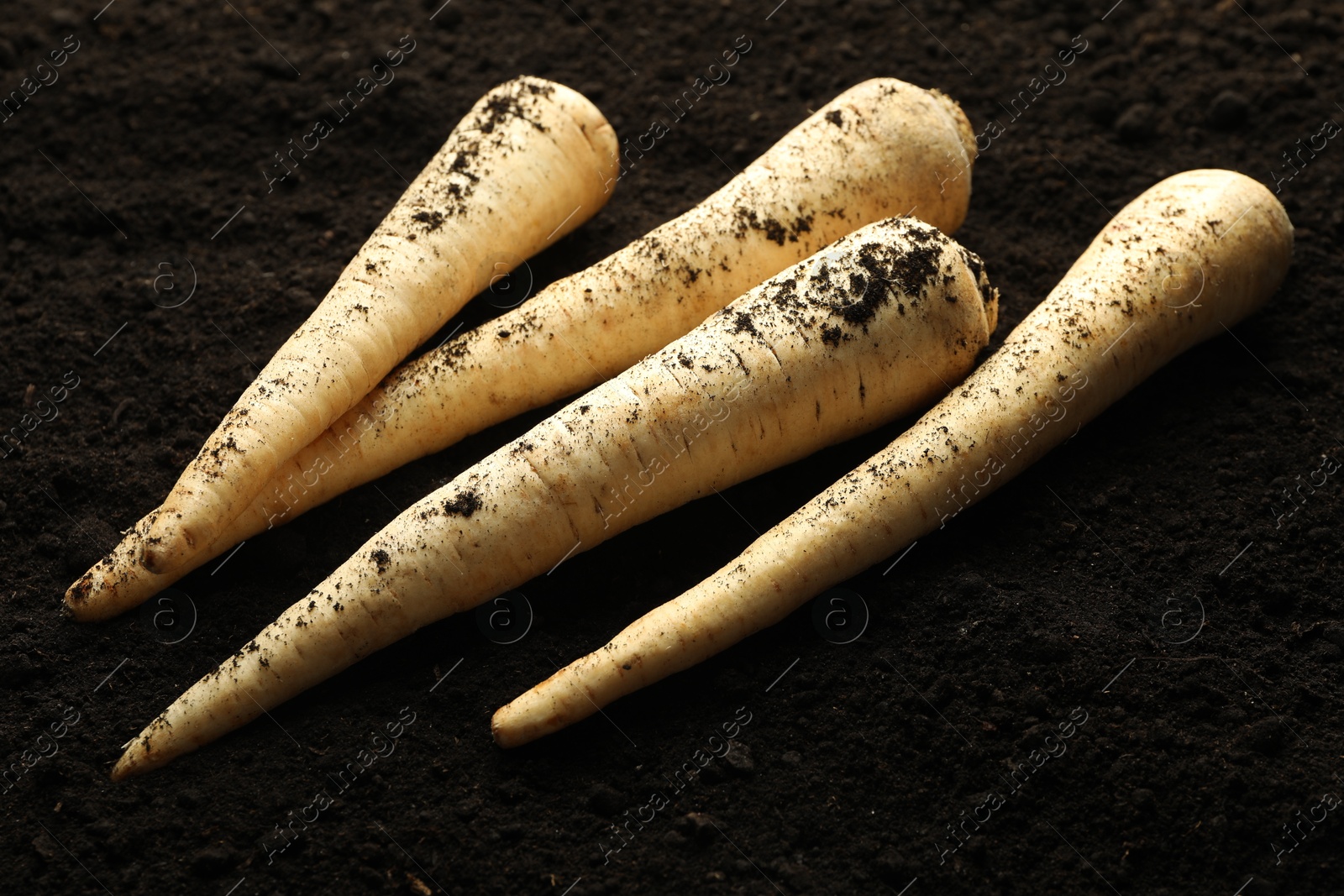 Photo of Many raw parsley roots on soil, closeup. Root vegetable